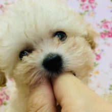 もっこもこなトイプードルがきました！