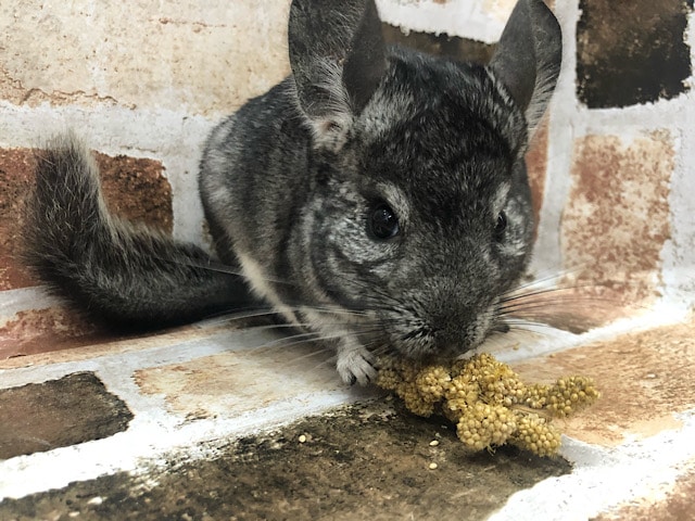 現実逃避中！？ノーマルのチンチラくん〜☆
