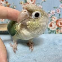 手乗りホオミドリウロコインコ  ブルーシナモン  8月23日