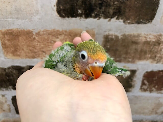 キレイなルリコシボタンインコ〜♡
