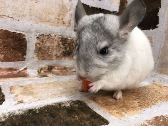牧草大好き♡チンチラのパイドくん☆