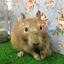 なでなで大好きサンドデグーくん♡