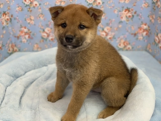 柴犬（赤）2020年6月26日生まれ　男の子