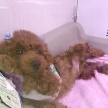 超ホヤホヤ最新画像♪ぬくもり大好き♡トイプードルくん〜！！