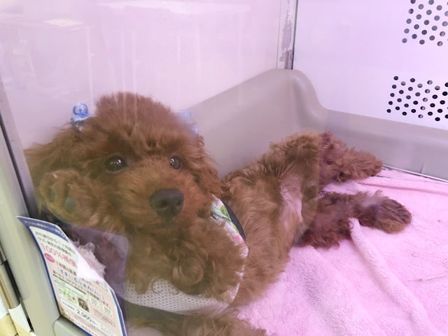 超ホヤホヤ最新画像♪ぬくもり大好き♡トイプードルくん〜！！