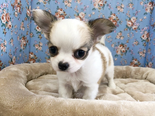 胸きゅんが止まらないロングコートチワワくん♡