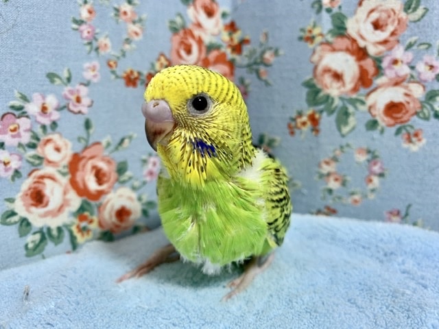 手乗りセキセイインコ ノーマル 8月20日