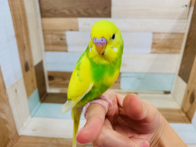 画像更新!!綺麗な色になりました！セキセイインコ（スパングルパイド）