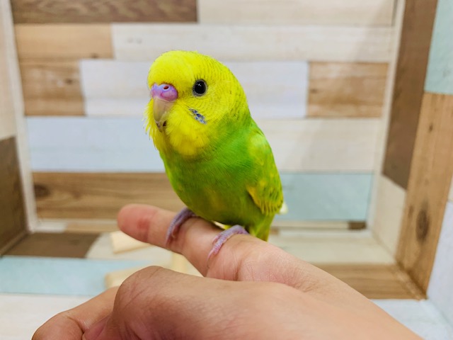 言葉への反応がいいですねぇ　セキセイインコ（スパングル）