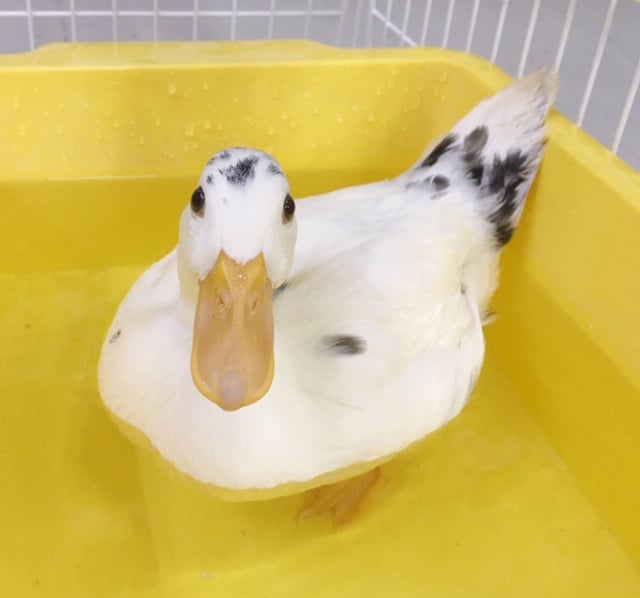 コールダック(ブチ)　２０２０年５月生まれ