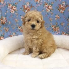 トイプードル（アプリコット）男の子　入舎！！