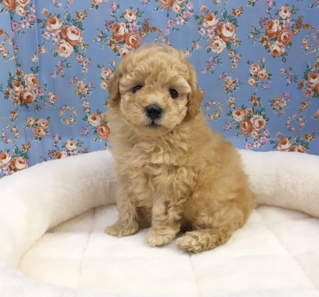 トイプードル（アプリコット）男の子　入舎！！