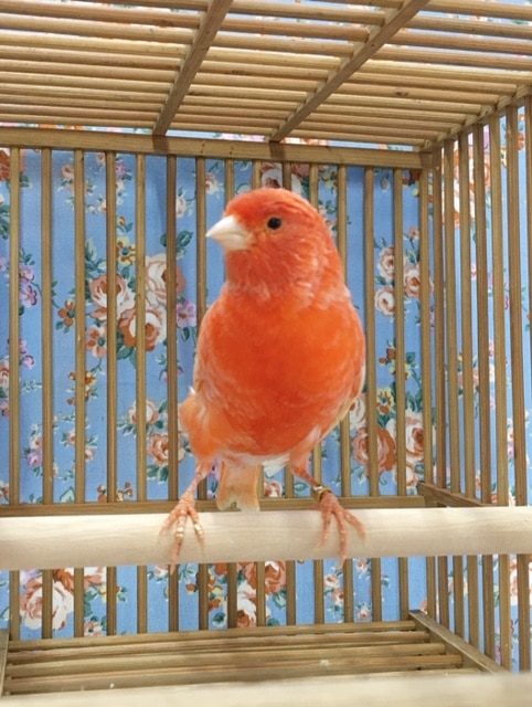 赤カナリア（ユーフク）男の子　２０２０年２月生まれ