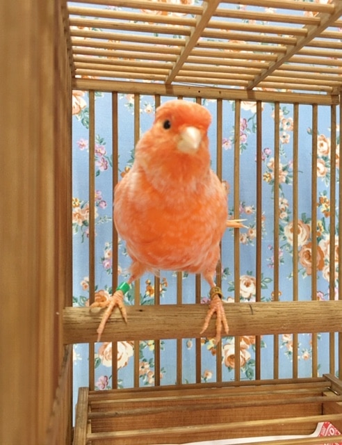 赤カナリア（ユーフク）女の子　２０２０年２月生まれ