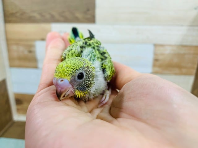 久々に！ノーマルセキセイさん入舎☆