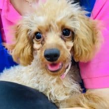 オスワリなど憶えました！トイプードルくん♪