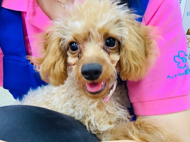 オスワリなど憶えました！トイプードルくん♪