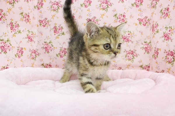 甘ったれ～！エキゾチックショートヘアー・女の子！