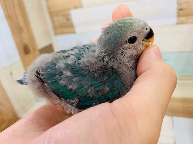 人の手が大好き！コザクラインコ・ブルーチェリー☆