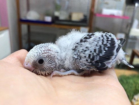 かっこいい！グレーなセキセイインコ