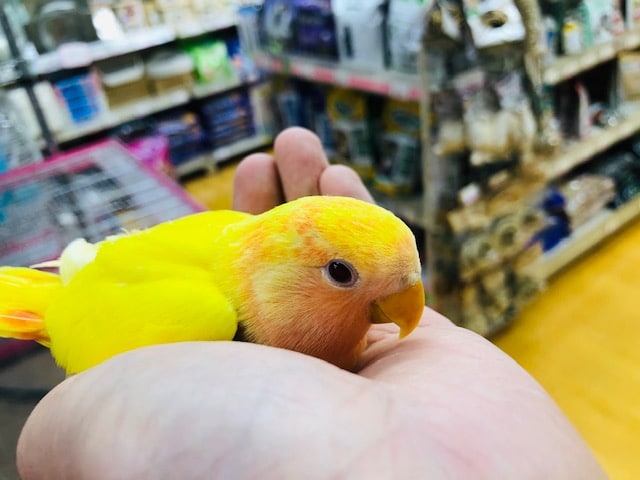 すくすく育っています。コザクラインコ　ルチノー　中雛！！