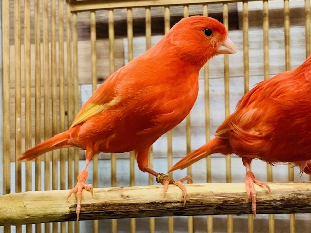 美人さんな赤カナリアの女の子♪