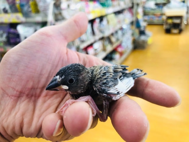 桜文鳥ヒナも入舎しましたよ！！