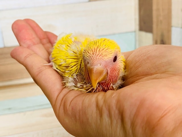久々入舎！ゴールデンルチノーのコザクラインコ♪
