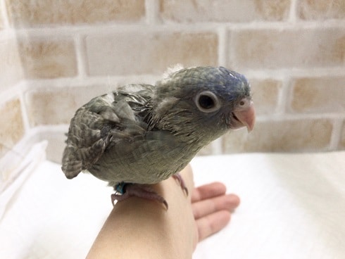 ごはんにまっしぐら！サザナミインコ（スパングル）！