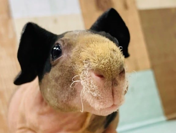 久々入舎！スキニーギニアピッグが来ましたよ♡