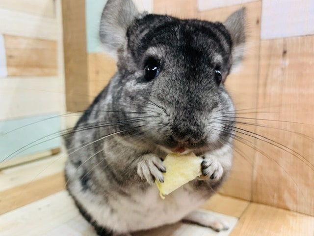 魅惑のボディ♡ノーマルチンチラさん♪