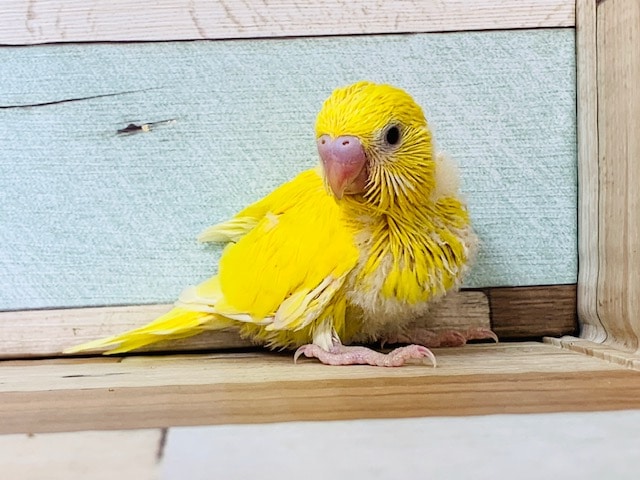 人気！ダブルファクターのセキセイインコ♪