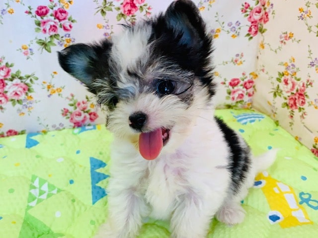 元気いっぱいのちびっコ！ミックス犬ちゃん♡(マル×チワワ)