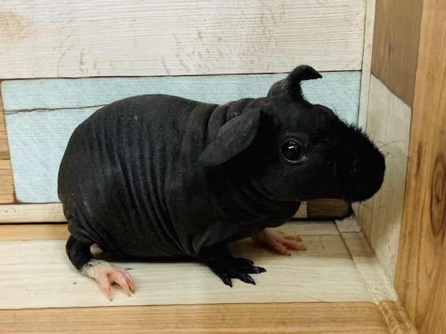 久々入舎！活発なスキニーギニアピッグちゃん♪
