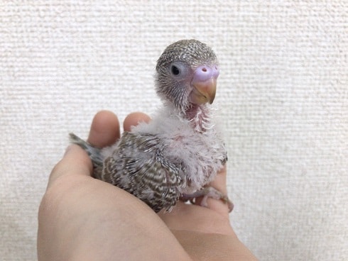 淡いカラーのジャンボセキセイインコ！
