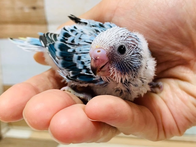 甘えたなセキセイインコ(ノーマル)います♪