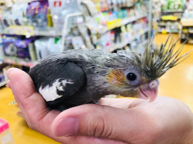ノーマルちゃんオカメインコ　ヒナ　入舎