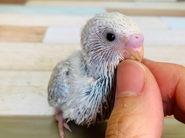 淡いブルーがとてもキレイなセキセイさん♪