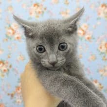 クールビューティー！ロシアンブルー・男の子！
