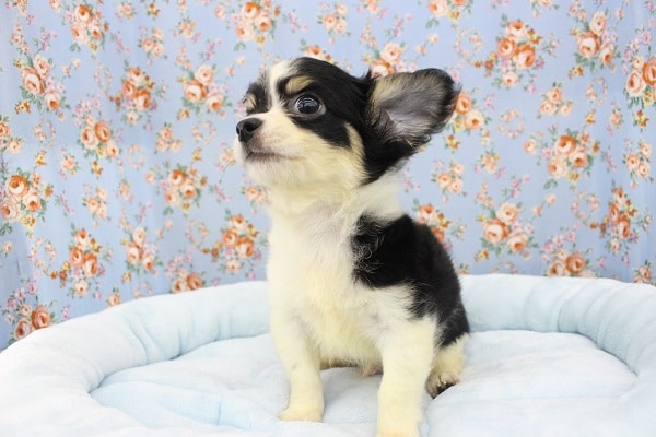 スタッフお気に☆ロングコートチワワ・男の子！