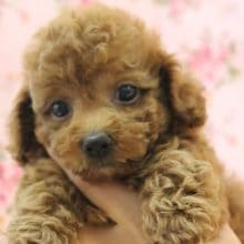 クリクリおめめ♪かわいいトイプードルちゃん♀