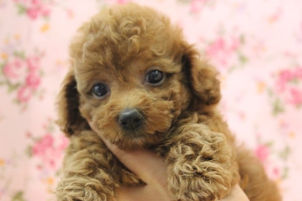 クリクリおめめ♪かわいいトイプードルちゃん♀ クリクリおめめ♪かわいいトイプードルちゃん♀