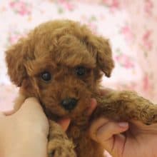 美人さん♪トイプードル　女の仔♀