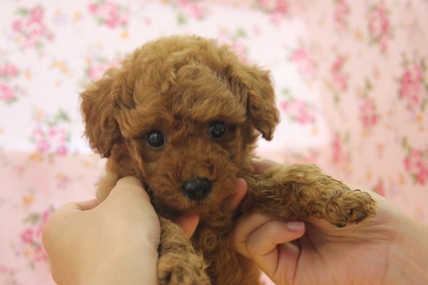 美人さん♪トイプードル　女の仔♀