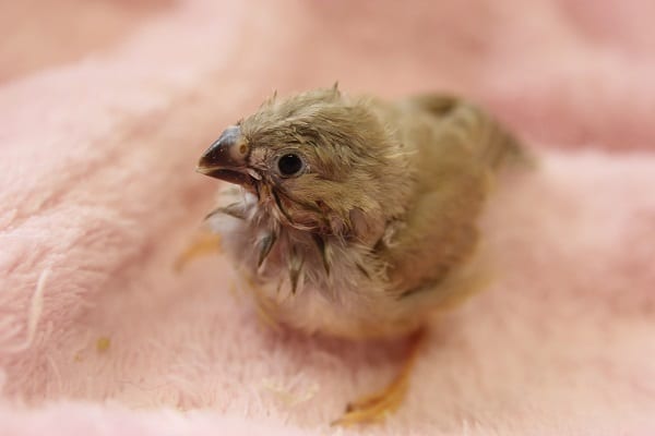 キンカチョウ　シナモンカラーのヒナちゃんです！☆