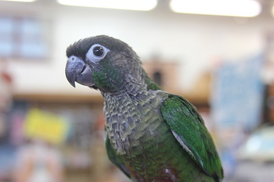 ウロコインコのヒナちゃんが育ってきました！☆