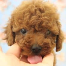 とっても甘えん坊☆トイプードルくん♂