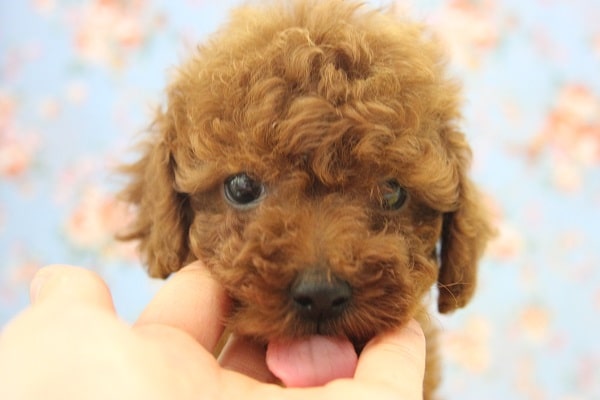 とっても甘えん坊☆トイプードルくん♂