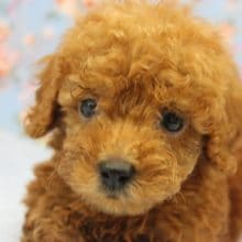 つぶらな瞳にｷｭﾝ・・・甘えん坊トイプードルくん♂