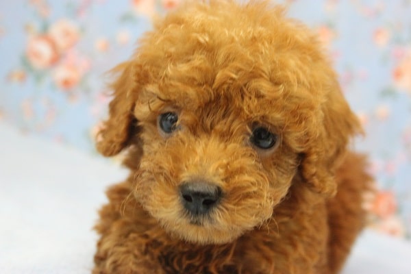 つぶらな瞳にｷｭﾝ・・・甘えん坊トイプードルくん♂